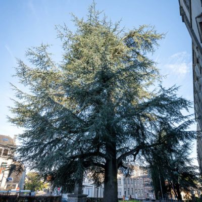 Cedre_Arlon_versions-web-1