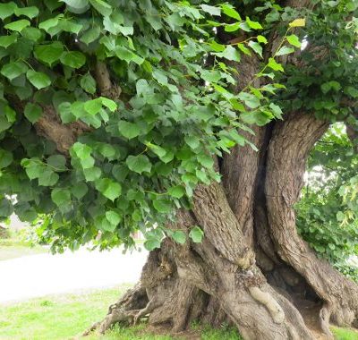 2016-De-Dorpslinde-van-Massemen-3-500x380