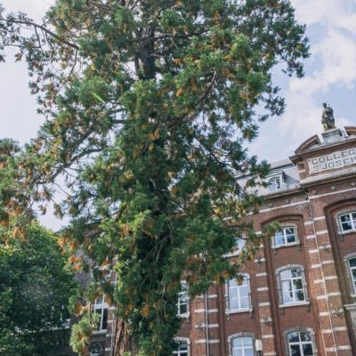 2021-Sequoia_Virton_Web-7-e1634304901576-1067x640-2