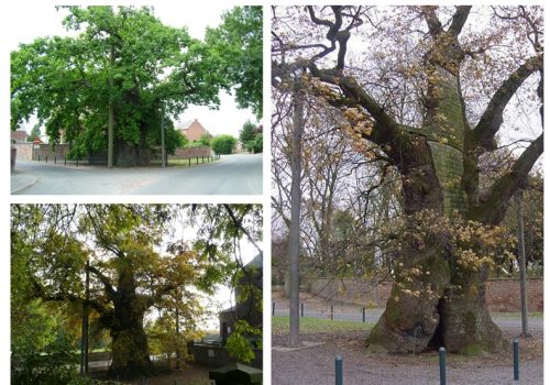 2015 - De Grote Eik van Liernu