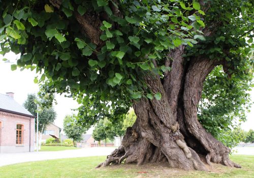 2016-De-Dorpslinde-van-Massemen-4