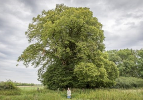 2017-De-Grote-lindeboom-van-Bioul-500x380