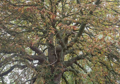 2019-Vrijheidsboom-van-Waret-la-Chaussee-1