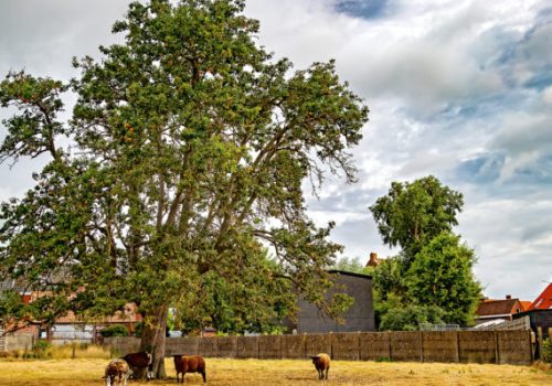BOOM-VHJ_WVL_Klerken_20220725_002-570x450-1