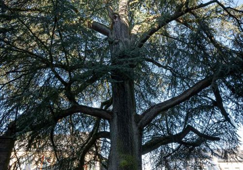 Cedre_Arlon_versions-web-10