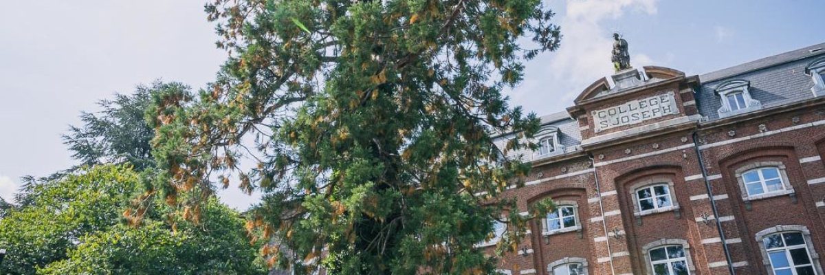 Sequoia_Virton_Web-7-e1634304901576-1067x640